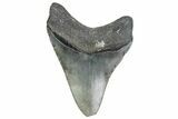 Serrated, Fossil Megalodon Tooth - North Carolina #381372-1